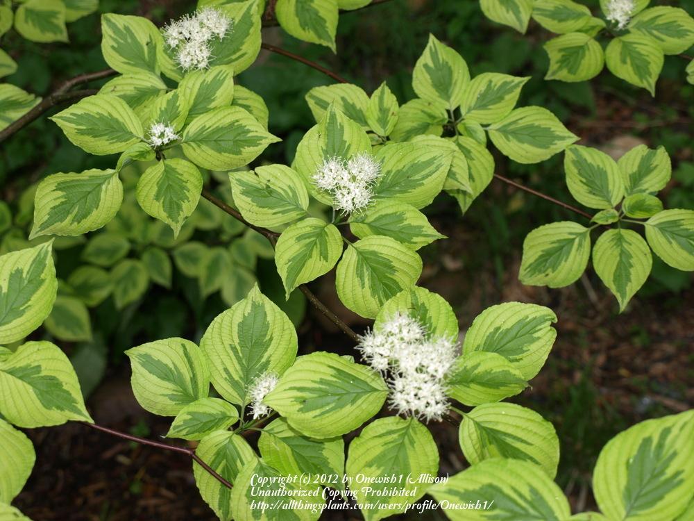 Pagoda Dogwood Cornus Alternifolia Golden Shadows In The Dogwoods Pagoda Dogwood Cornus Alternifolia Golden Shadows In The Dogwoods