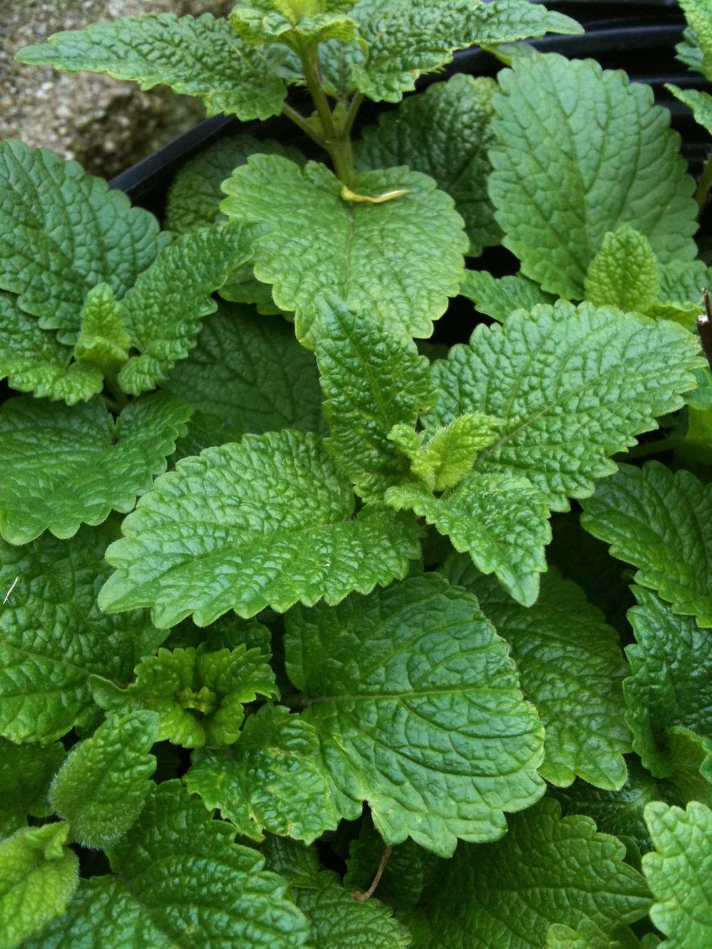 Lemon Balm (Melissa officinalis) - Garden.org