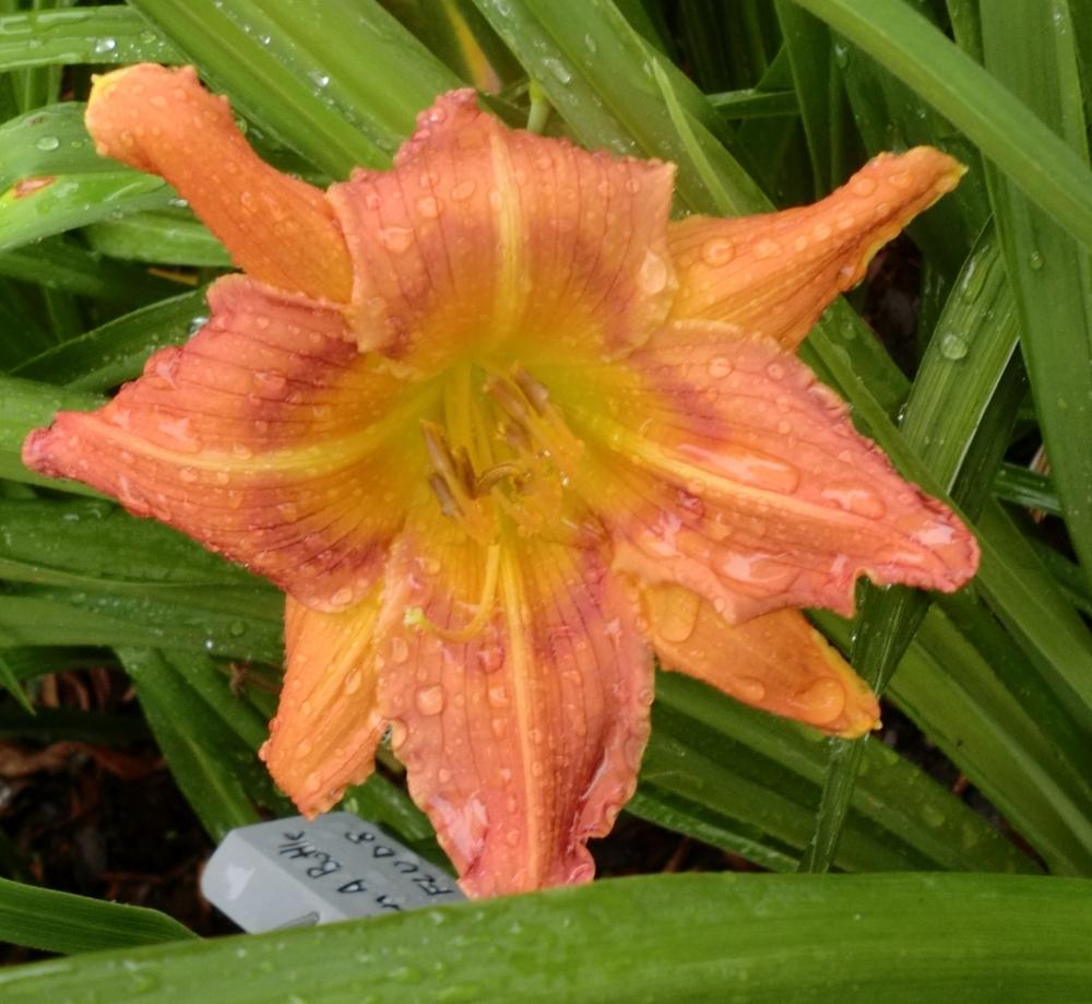 Photo of Daylily (Hemerocallis 'Quad Eye') uploaded by Ditchlily