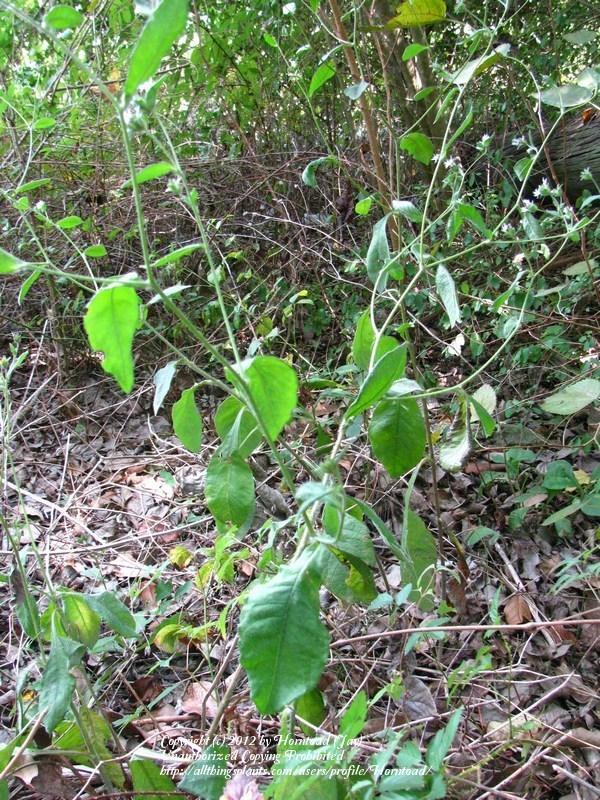 Photo of the entire plant of Elephant's Foot (Elephantopus carolinianus