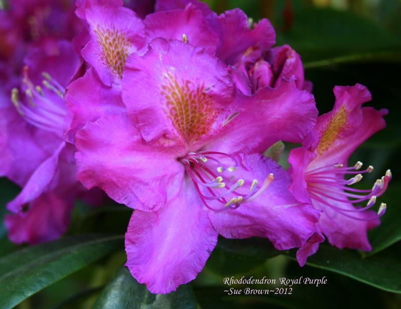 Rhododendron ‘Royal Purple’ in the Rhododendrons Database - Garden.org