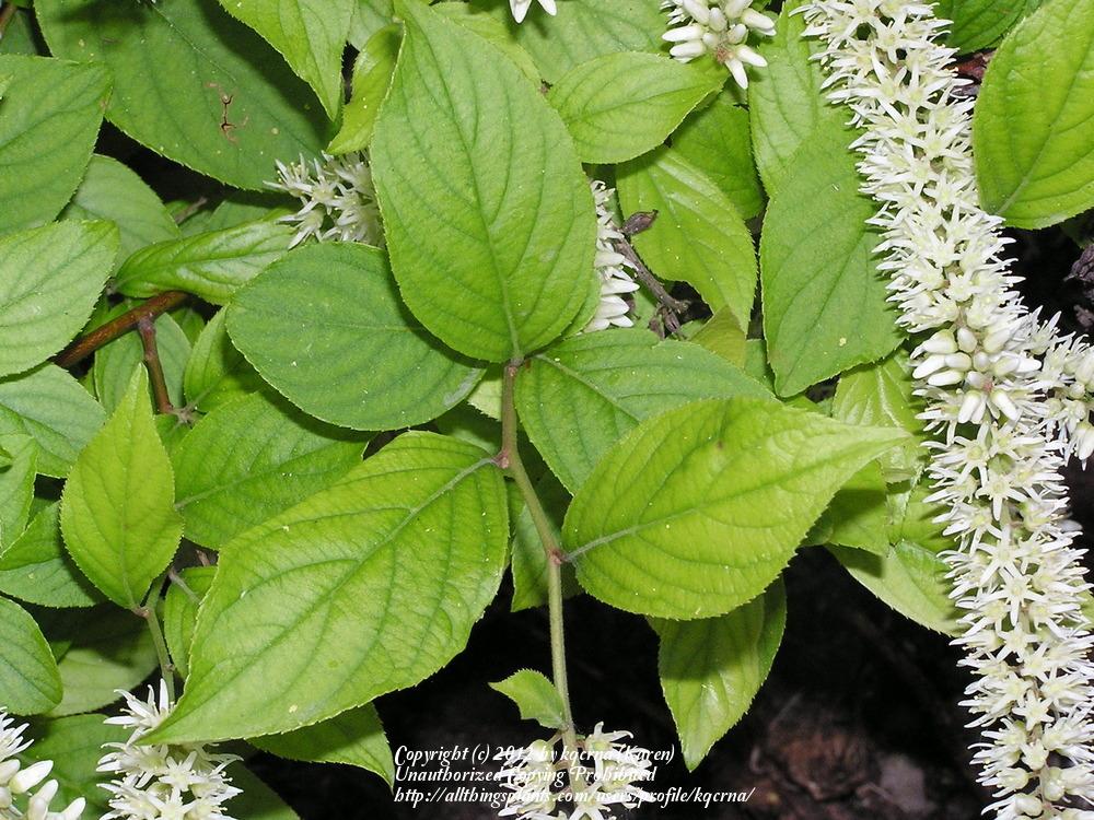 Photo of the leaves of Virginia Sweetspire (Itea virginica Little Henry