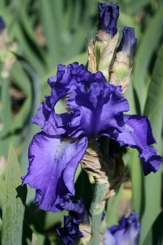Photo of the bloom of Tall Bearded Iris (Iris 'Blue Suede Shoes