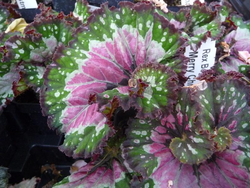 Rex Begonia (Begonia 'Merry Christmas') in the Begonias Database