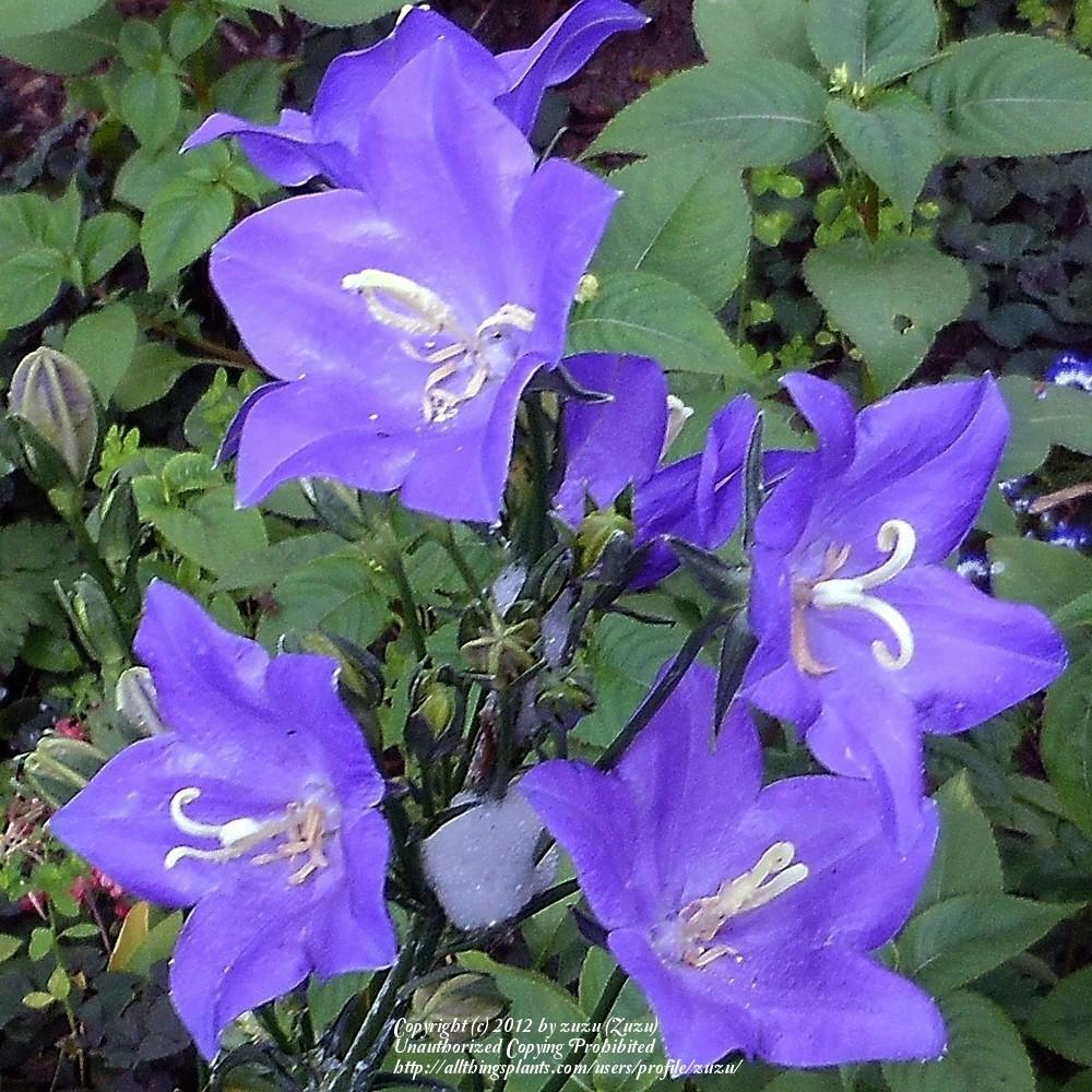 Photo of the bloom of PeachLeaf Bellflower (Campanula persicifolia