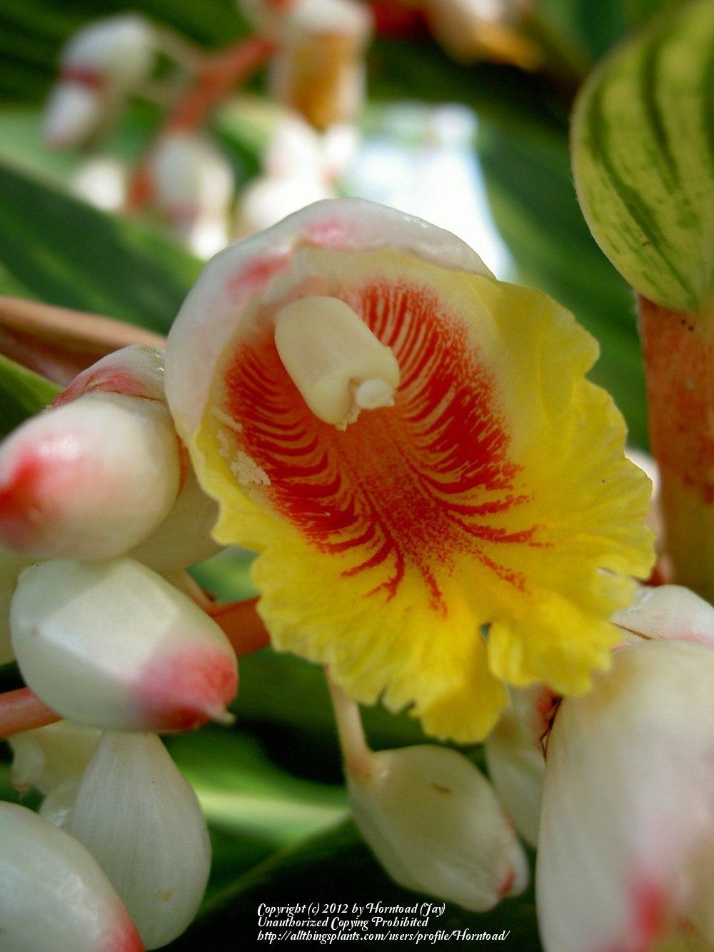 Photo of the bloom of Variegated Shell Ginger (Alpinia zerumbet