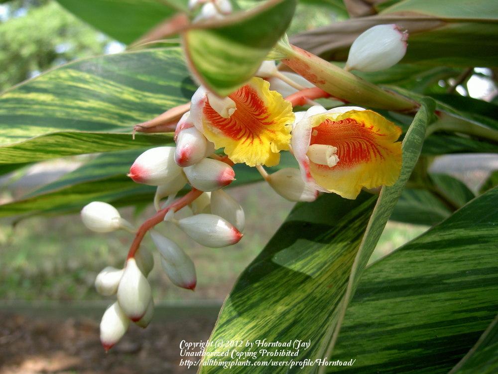 Photo of the bloom of Variegated Shell Ginger (Alpinia zerumbet