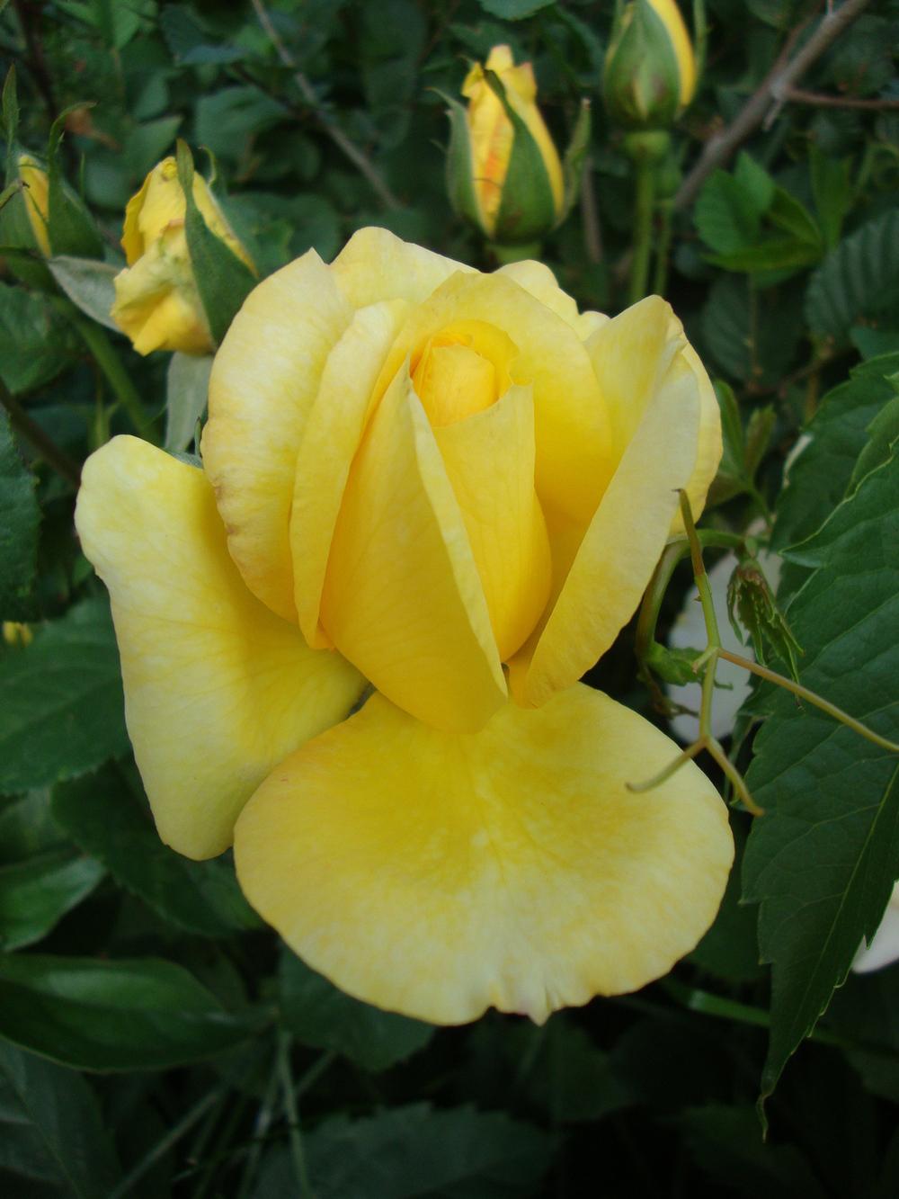 Photo of the bloom of Rose (Rosa 'Gold Medal') posted by Paul2032 ...