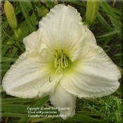 Photo Courtesy of Walnut Hill Gardens Used With Permiss