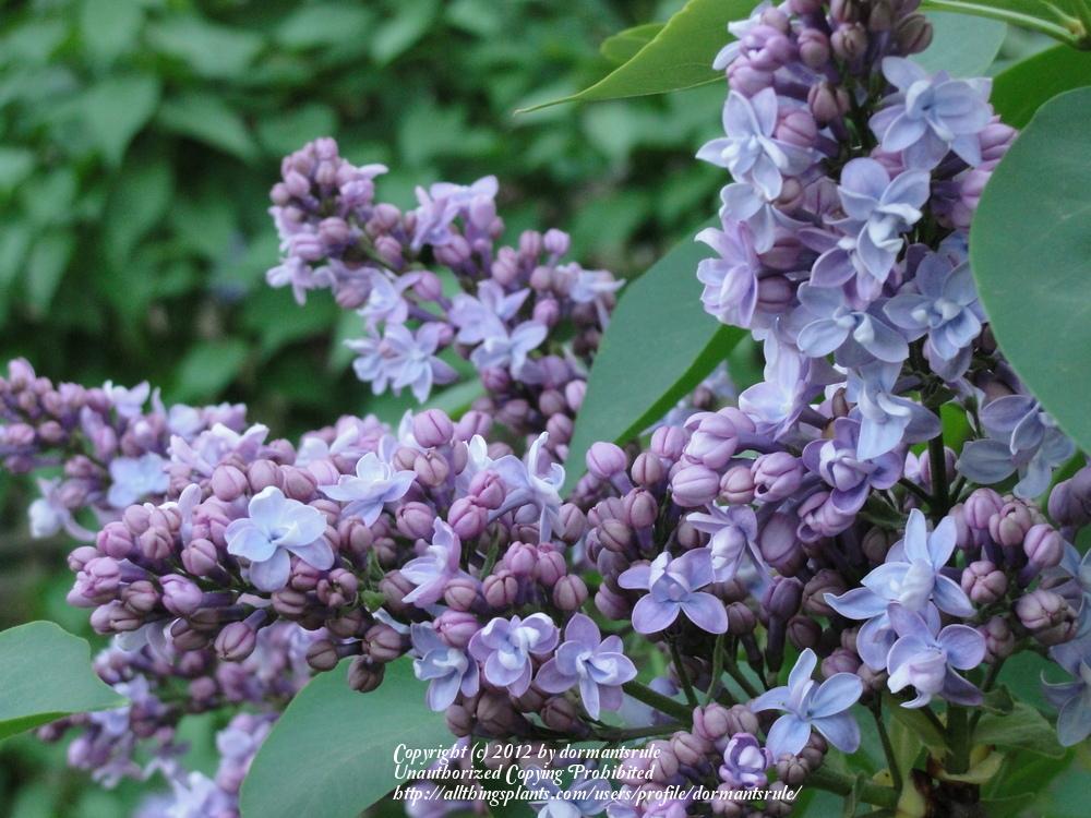 Lilac (Syringa vulgaris 'Paul Thirion') in the Lilacs Database
