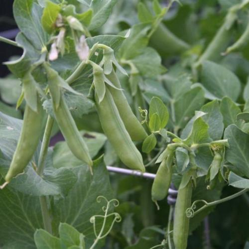 Snap Pea (Lathyrus oleraceus 'Cascadia') in the Peas Database
