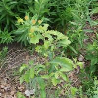 Photo of the entire plant of Dwarf Chinkapin Oak (Quercus prinoides ...
