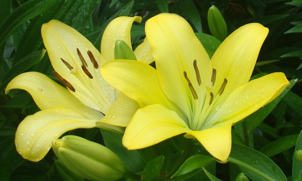 Lily (Lilium 'Freya') in the Lilies Database - Garden.org