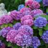 Photo Courtesy of Hydrangea Farm Nursery Used with Permission