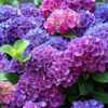 Photo Courtesy of Hydrangea Farm Nursery Used with Permission