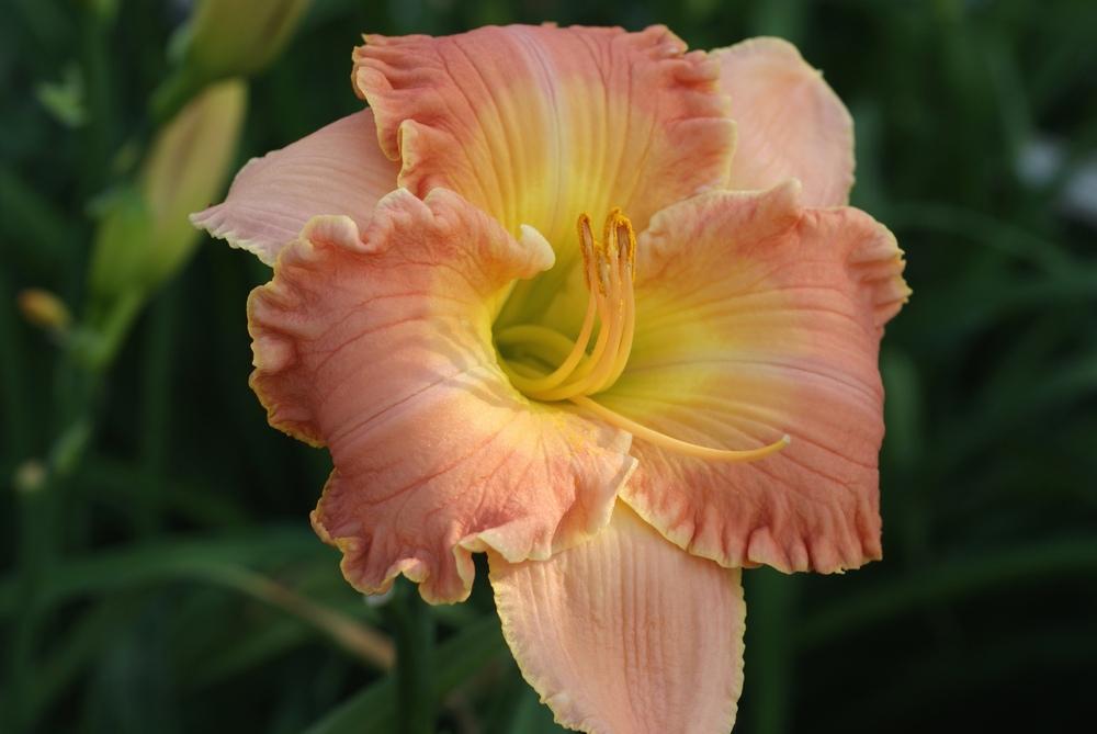 Daylily (Hemerocallis 'Safe Island') in the Daylilies Database