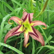 Location: Cantonment, FLDate: 2012-06-01