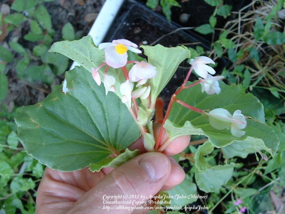 Florida Begonias in the Florida Gardening forum