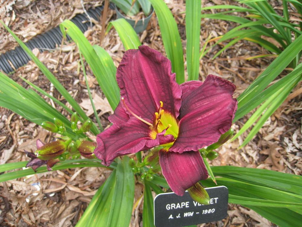 Photo of the bloom of Daylily (Hemerocallis 'Grape Velvet') posted by ...