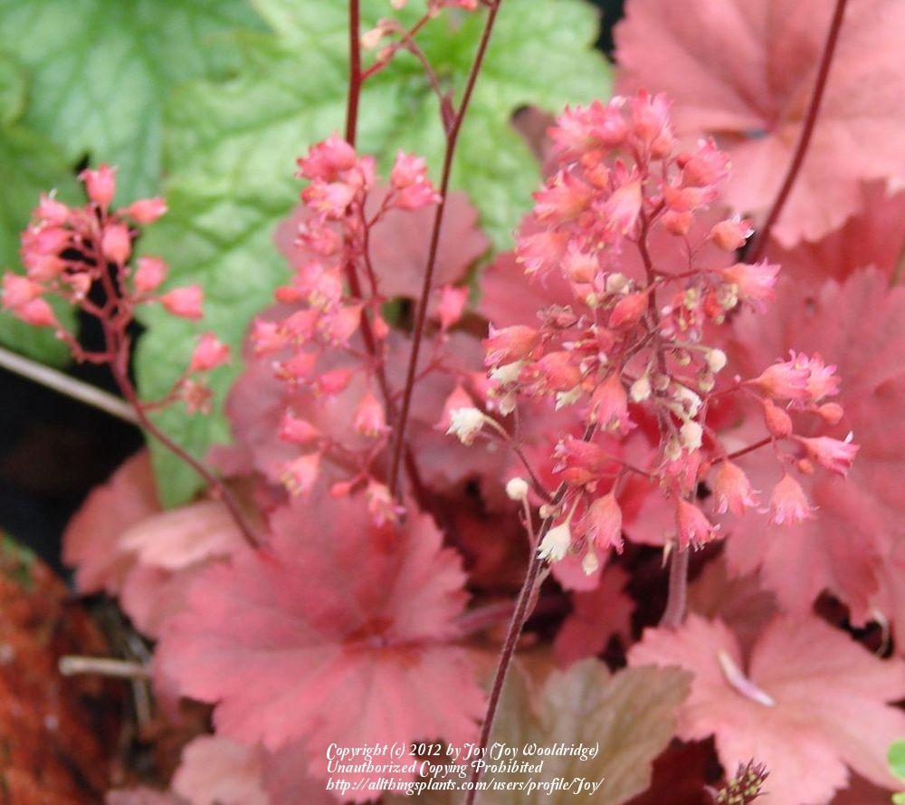 Photo of the bloom of Coral Bells (Heuchera 'Cherry Cola') posted by