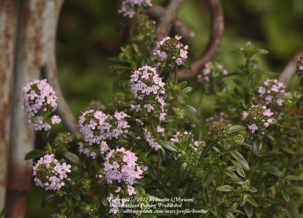 BroadLeaved Thyme (Thymus pulegioides) in the Thymes Database