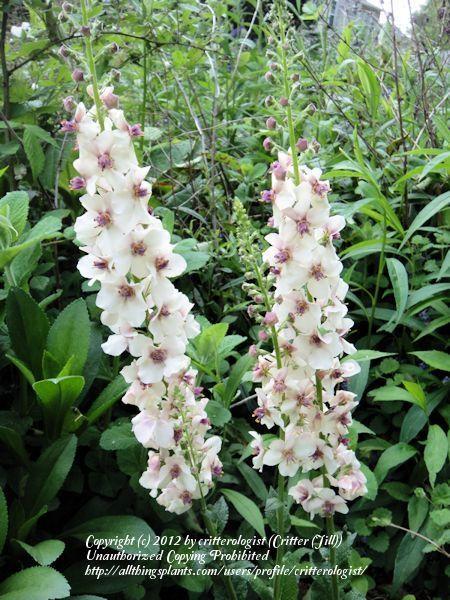 Mullein (Verbascum 'Raspberry Ripple') - Garden.org