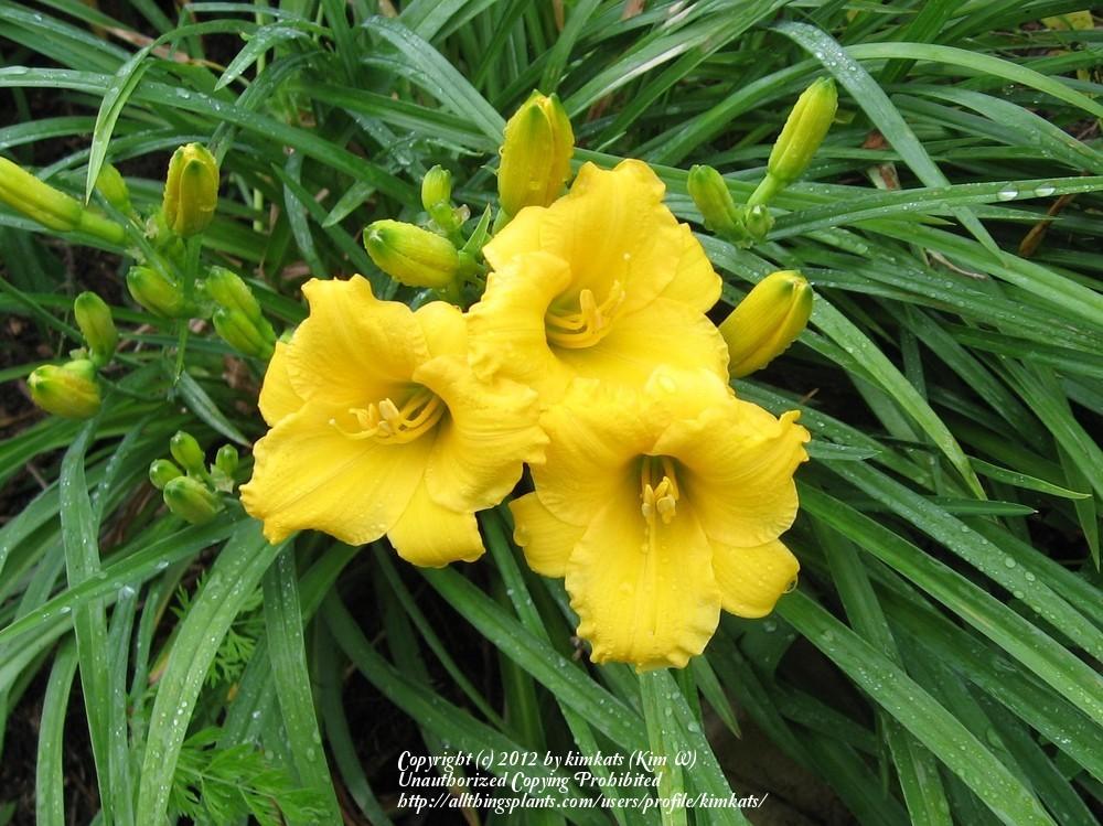 Daylily (Hemerocallis 'Mini Stella') in the Daylilies Database
