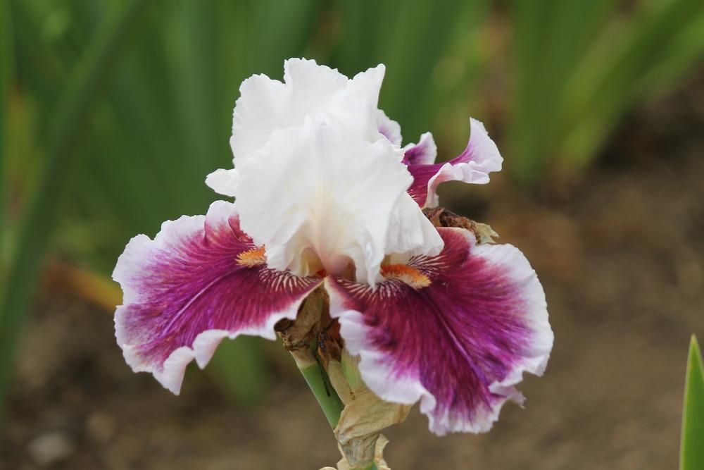 Photo of the bloom of Tall Bearded Iris (Iris 'Strawberry Freeze