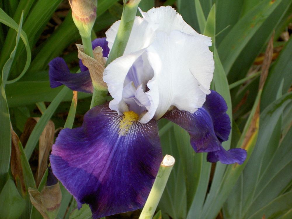 Tall Bearded Iris (Iris 'Night Edition') in the Irises Database