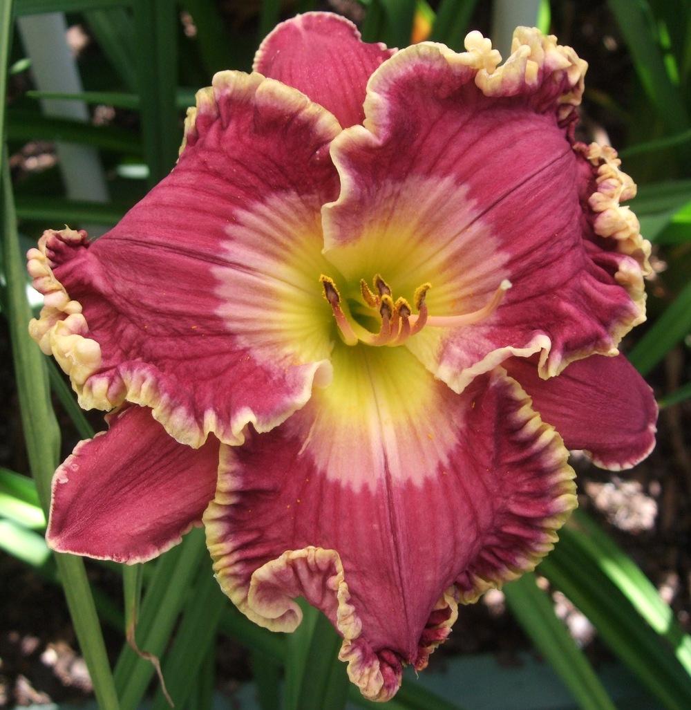 Daylily (Hemerocallis 'Love Struck') in the Daylilies Database