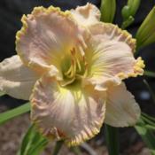 Photo Courtesy of Bluegrass Daylily Gardens. Used with Permission
