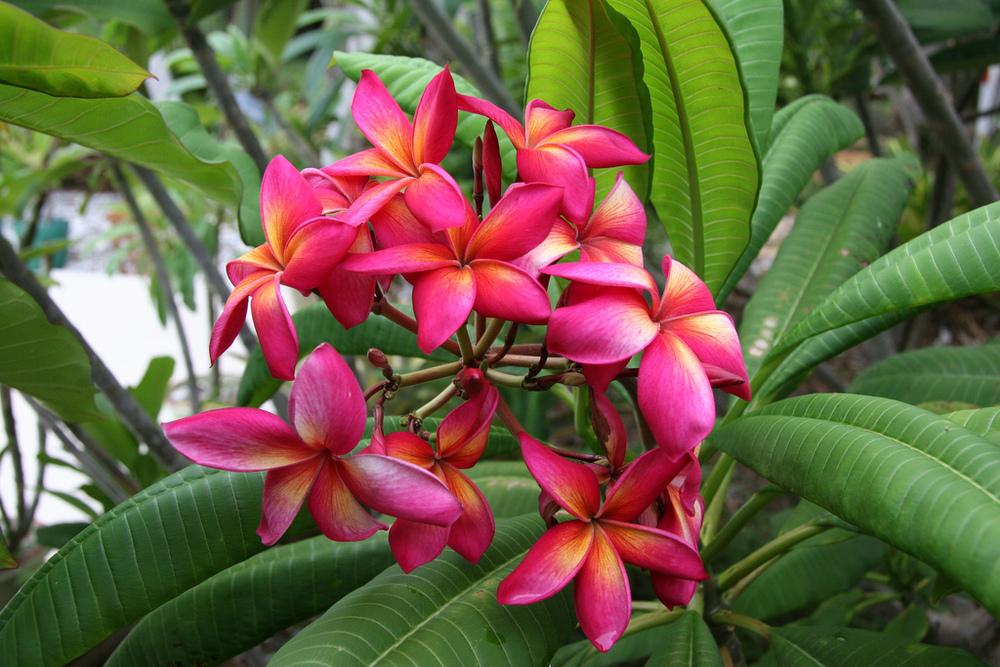 Plumerias Plant Care and Collection of Varieties