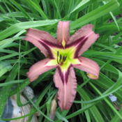 Location: Cantonment, FLDate: 2012-06-08