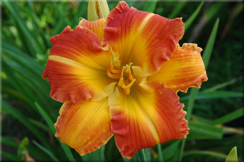 Daylily (Hemerocallis 'Indian Ripple') in the Daylilies Database ...