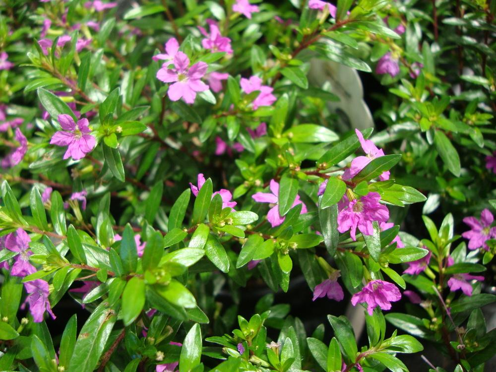 Photo of the bloom of Mexican Heather (Cuphea hyssopifolia 'Allyson