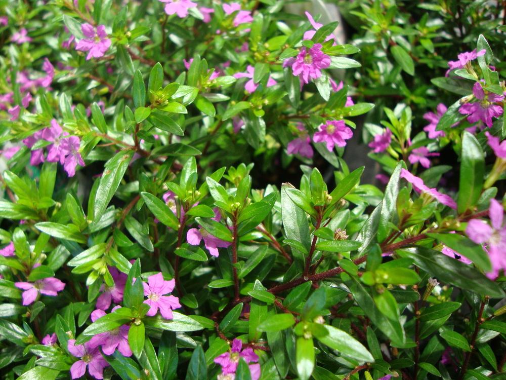 Photo of the bloom of Mexican Heather (Cuphea hyssopifolia 'Allyson