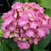 Photo Courtesy of Hydrangeas Plus Used with Permission