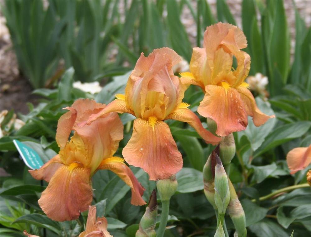 Photo of the bloom of Tall Bearded Iris (Iris 'Prairie Sunset') posted