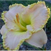 Photo Courtesy of Homestead Farms Nursery. Used with Permission.