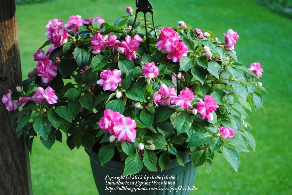 Photo of the entire plant of Double Impatiens (Impatiens walleriana