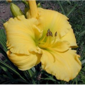 Daylily Hemerocallis Lemon Lyric In The Daylilies Database Garden Org Daylily 'catherine woodbury', blackberry lily (with purple petunias), and filipendula rubra. national gardening association