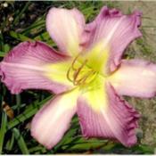 Photo Courtesy of Homestead Farms Nursery. Used with Permission.