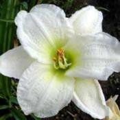 Photo Courtesy of Homestead Farms Nursery. Used with Pe