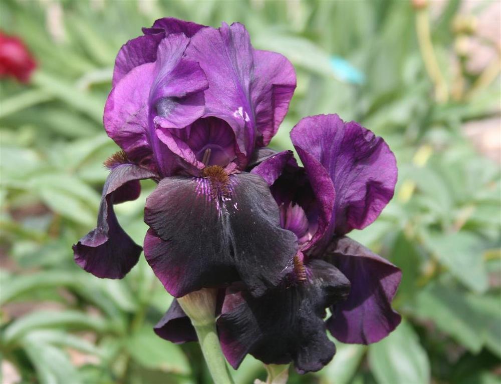 Tall Bearded Iris (Iris 'Sable Night') in the Irises Database