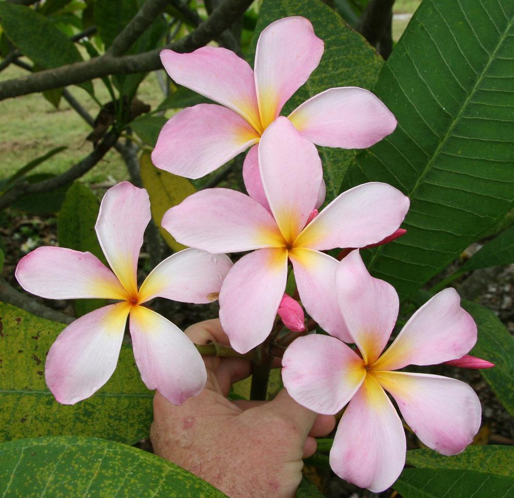 Plumeria (Plumeria rubra 'Bud's Cloud Pink') in the Plumerias Database