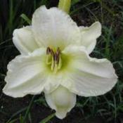 Photo Courtesy of Homestead Farms Nursery. Used with Pe