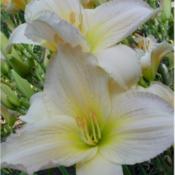 Photo Courtesy of Homestead Farms Nursery. Used with Permission.