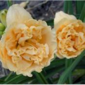 Photo Courtesy of Homestead Farms Nursery. Used with Permission.