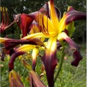 Photo Courtesy of Homestead Farms Nursery. Used with Permission.