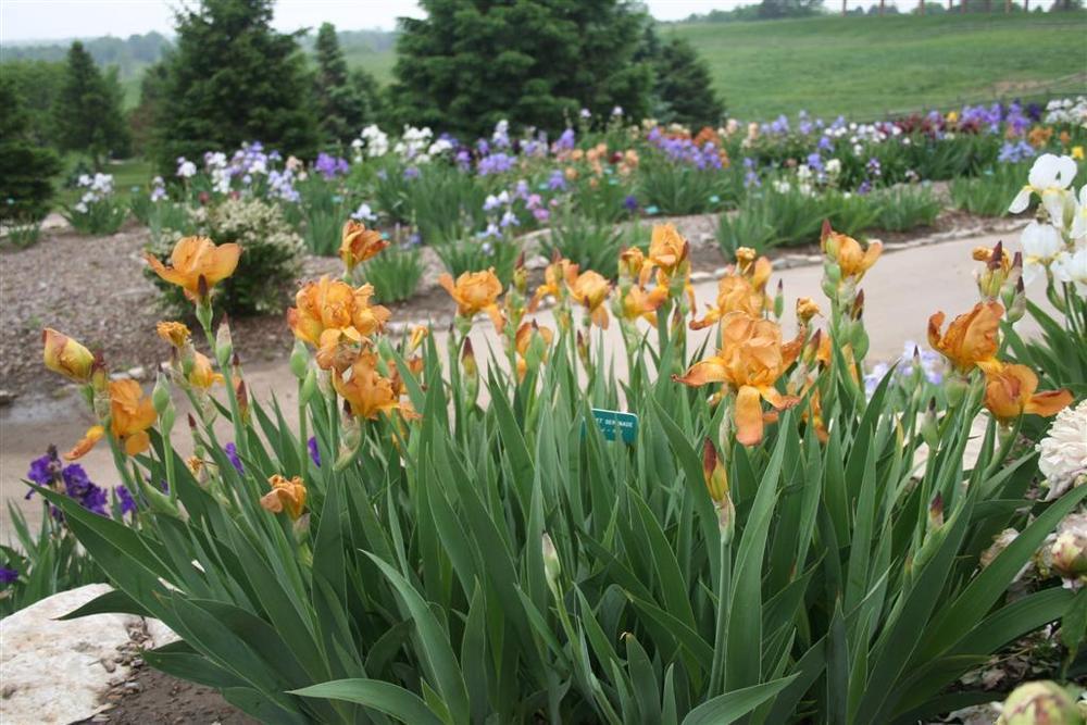 Photo of the entire plant of Tall Bearded Iris (Iris 'Sunset Serenade